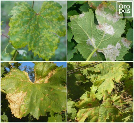 Почему на листьях винограда появились пятна и что делать?
