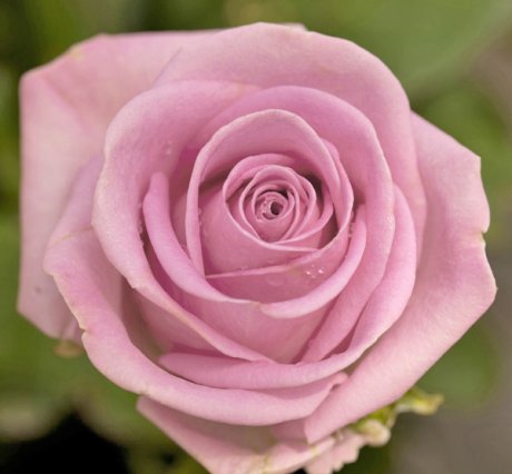 Нежно-розовые розы описание светло- и бледно-розовых кустовых и плетистых сортов | Названиесайта