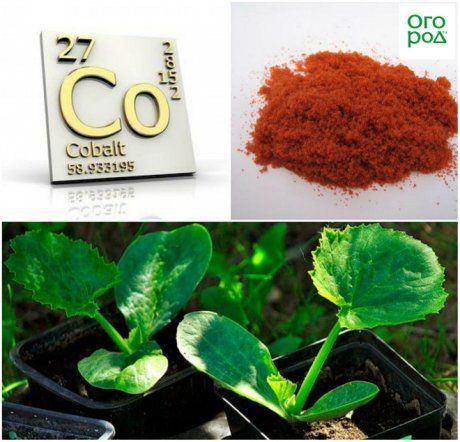 Молибден для растений в качестве удобрения и защиты от стресса и профилактики курчавости листьев томатов