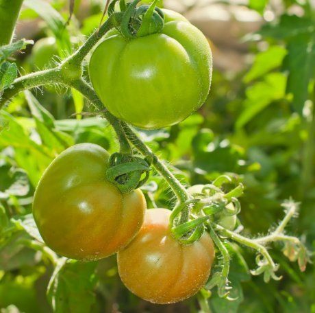 9 советов которые помогут вырастить небывалый урожай томатов