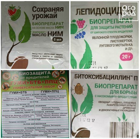 Инсектициды: инструкция по применению препаратов против вредителей | Дела  огородные (Огород.ru)