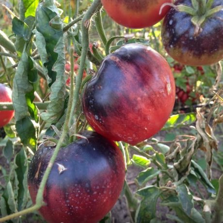 Лучшие сорта томатов 2020: итоги года от наших читателей