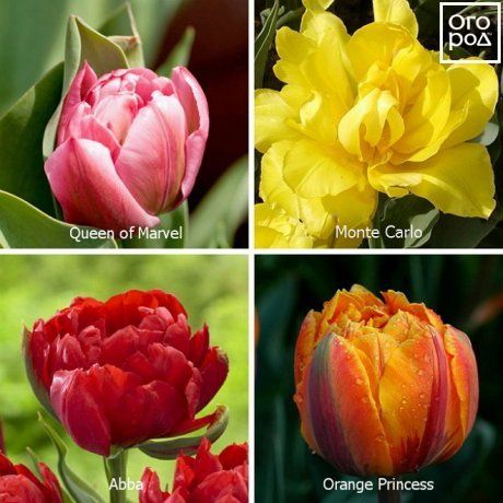 Сорта комнатных тюльпанов: описание, фотографии и отзывы