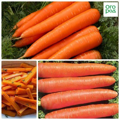 Топ-8 самых сладких сортов моркови для соков, салатов и пирогов – рецепты и секреты