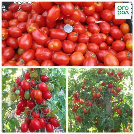 6 универсальных и неприхотливых сортов томатов черри: множество вариантов для вашего сада