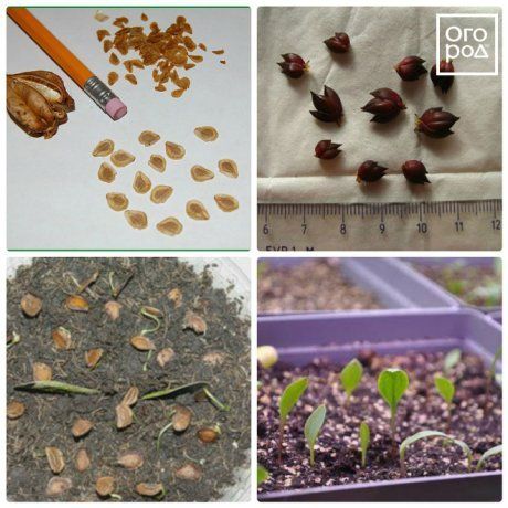 Размножение лилий: советы по размножению цветов бульбочками, черенками и листьями. Правила посадки в открытый грунт.