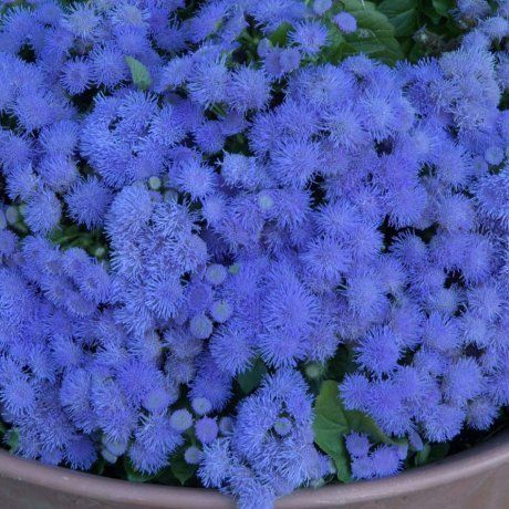 Голубой и синий агератум: лучшие сорта и советы по выращиванию