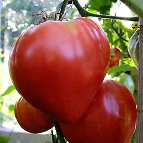 19 гигантов: самые крупноплодные сорта и гибриды томатов