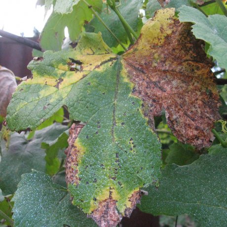 Причины желтизны листьев виноградной лозы в июле и как бороться с этой проблемой
