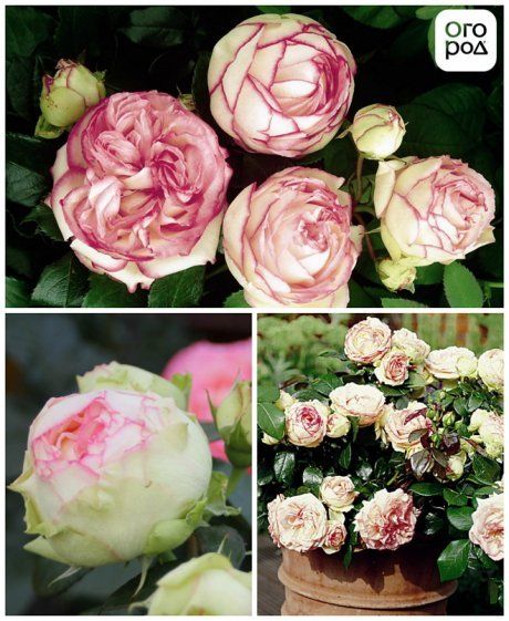 Бордюрные Розы Фото С Названиями
