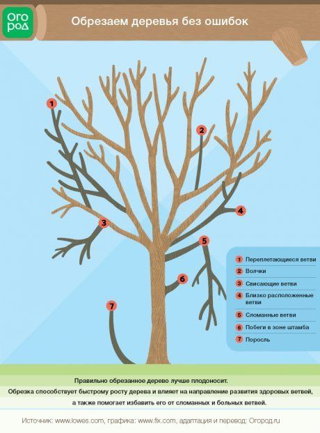 Основные принципы обрезки деревьев