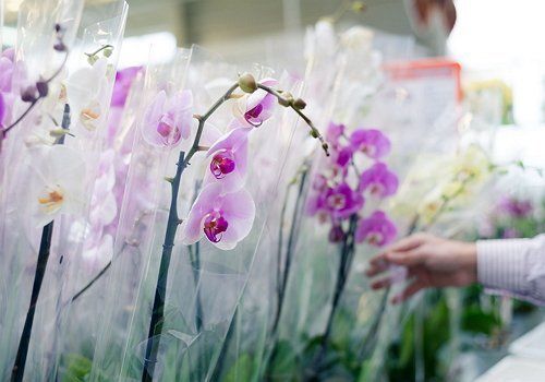 Покупаем орхидею – 7 важных вопросов