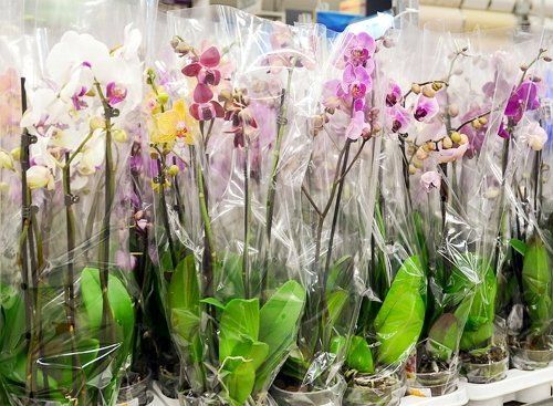 Орхидеи в магазине