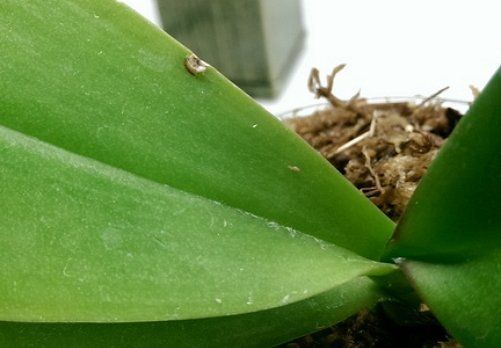 Повреждение на листе орхидеи