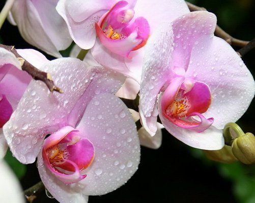 Опрыскивание орхидеи