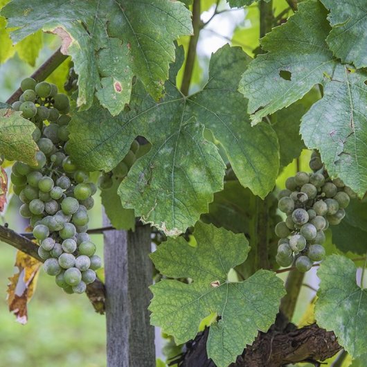 Оидиум винограда: предупреждаем, распознаем, лечим | Подборка статей |  (Огород.ru)