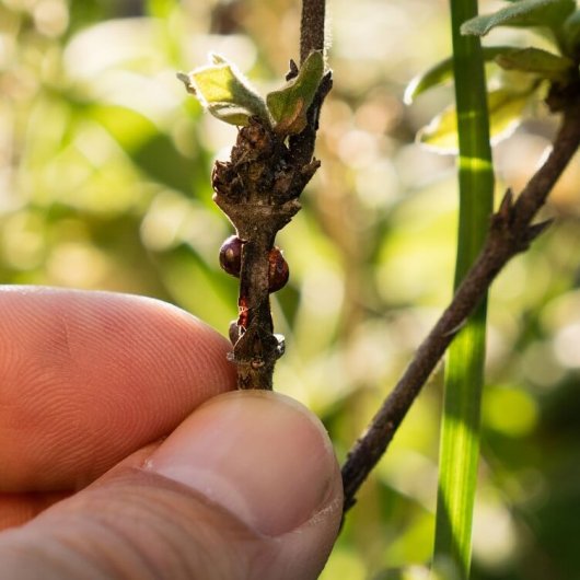 Как защитить руколу от вредителей: причины дырок на листьях и борьба с черными жучками и другими вредителями