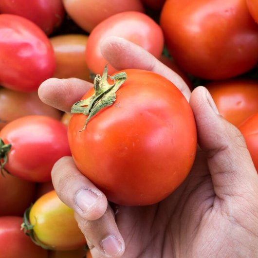 Где и как приобрести семена томатов разных сортов