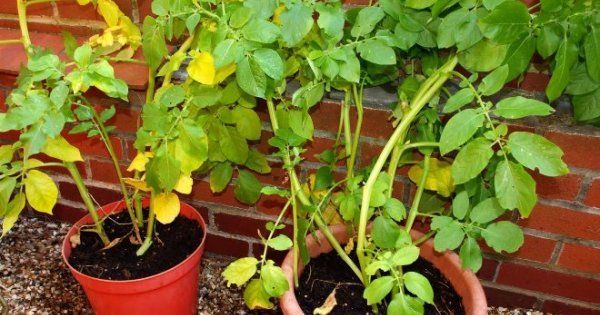 Почему желтеет картофельная ботва в июле: причины и способы борьбы