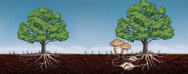 Симбиоз деревьев и грибов