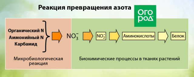Схема превращения азота в питательные вещества