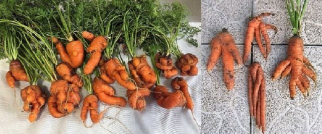 Морковь кривая