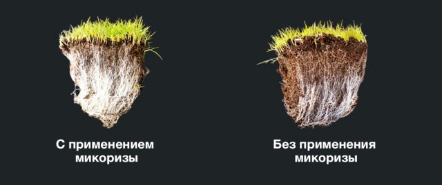 Растения с микоризой и без