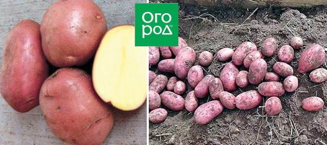 самые крупные сорта картофеля