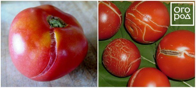 Растрескивание плодов томатов