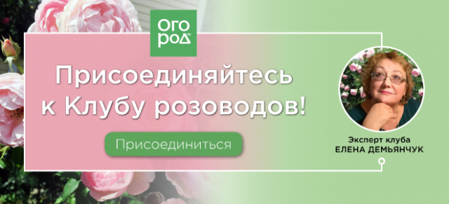 Клуб розоводов Огород.ru