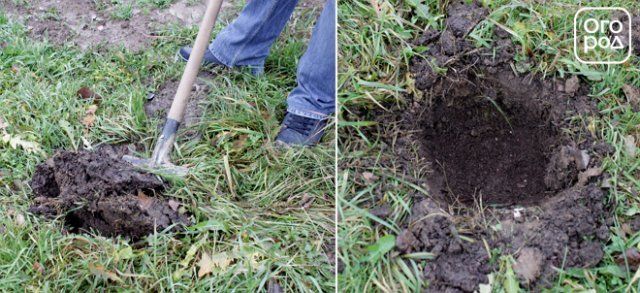 выкопайте яму для посадки гортензии
