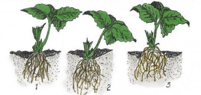 как правильно посадить клубнику весной в открытый грунт