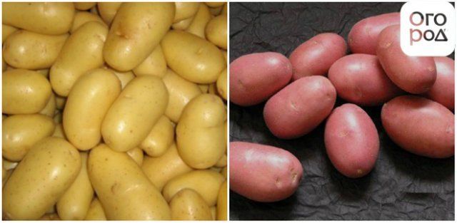 Клубни семенного картофеля