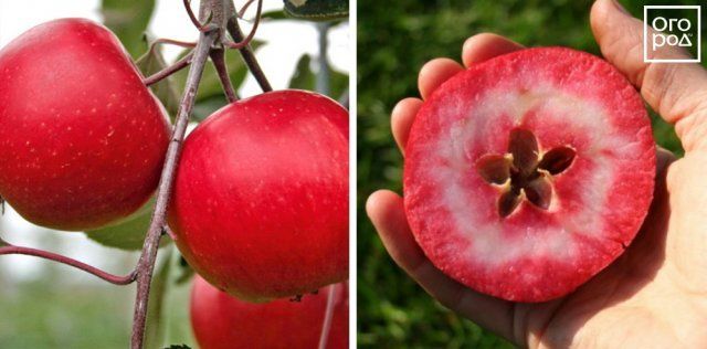 Яблоки Redlove Odysso 