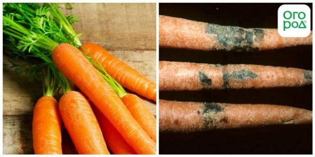сухая гниль моркови