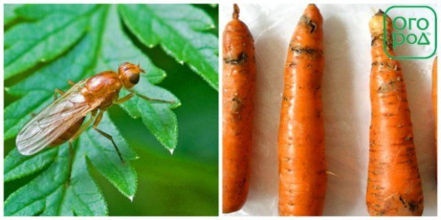 морковная муха
