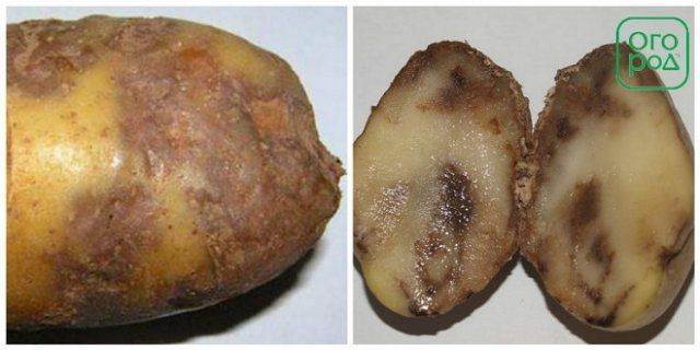 фитофтора картофеля