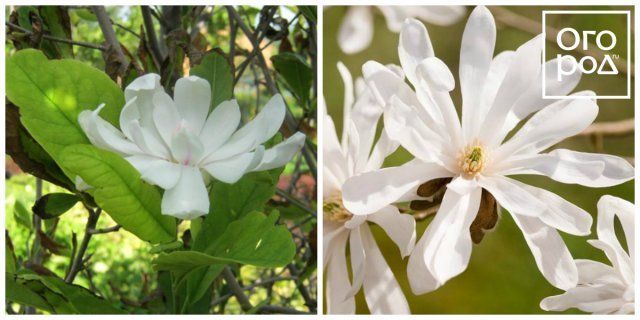 Магнолия Лебнера (Magnolia × loebneri)