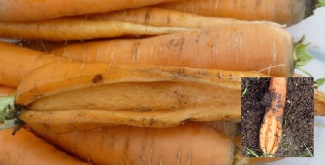 Морковь с трещинами