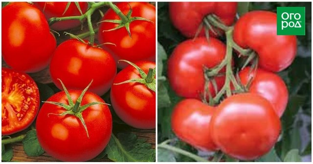 Ранние сорта томатов для открытого грунта Северная королева 