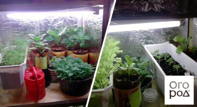 выращивание зелени в домашних условиях