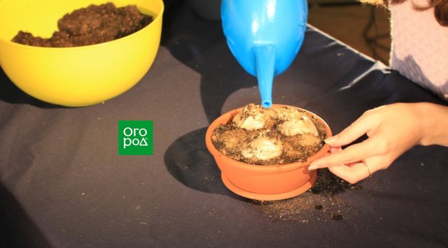 Как в домашних условиях выращивать гиацинты в?