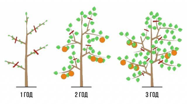 Схема обрезки колонновидной яблони