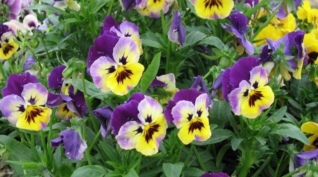 Виола триколор – самая популярная садовая фиалка