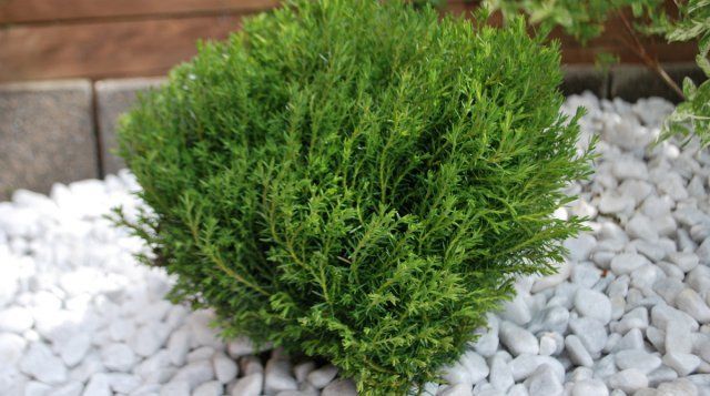 Туя западная Тедди – идеальное растение для маленьких каменистых садов в японском стиле и альпинариев