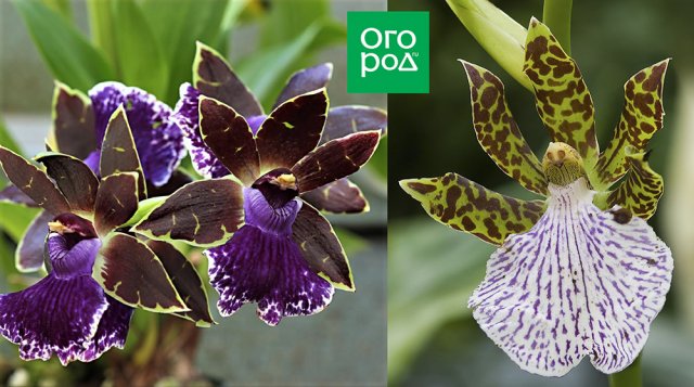 редкие орхидеи