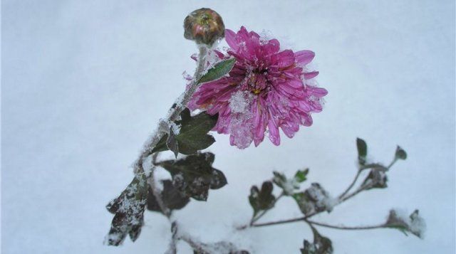 Хризантемы выдерживают мороз до –7°С