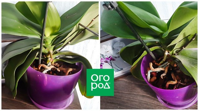 Как обрезать орхидею после цветения