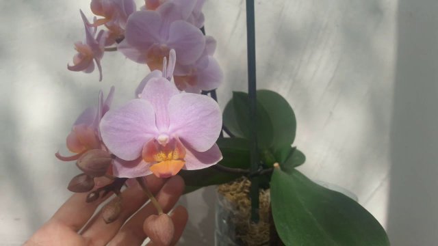 Орхидея фаленопсис Мультифлора Сантос (Santos)
