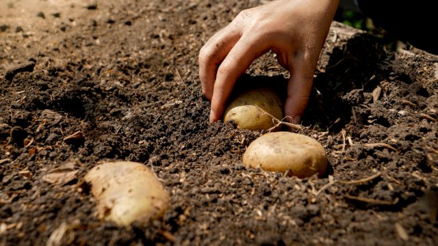 Метод посадки картофеля Пинто